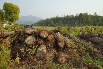 Stack of logs on field