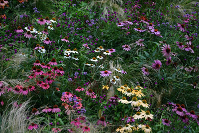 Flowers blooming outdoors