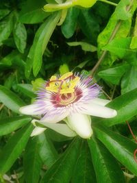 Close-up of bumblebee on flower blooming outdoors