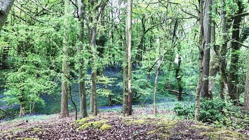 View of trees in forest