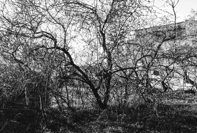Low angle view of tree against sky