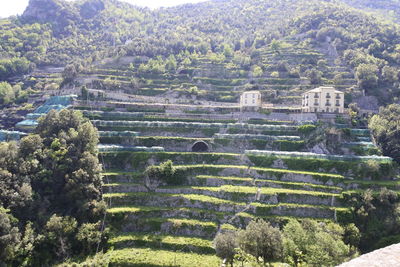 High angle view of plants