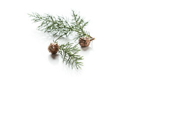 High angle view of pine tree against white background