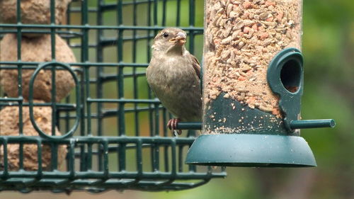 Close-up of bird perching on metal feeder