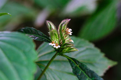 Close-up of flowering plant