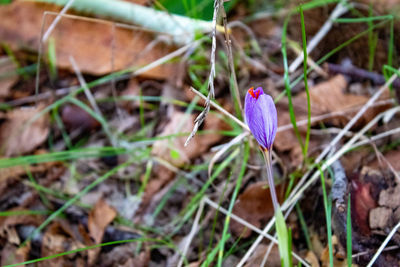 Close-up of purple crocus flower on field