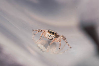 Close-up of spider