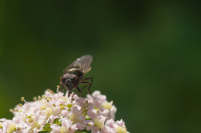 Close-up of insect on flower