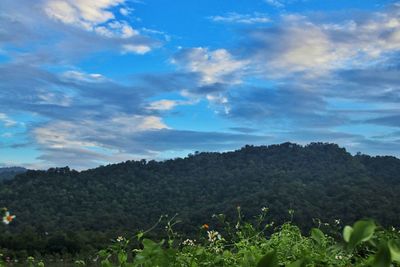 Scenic view of forest against sky