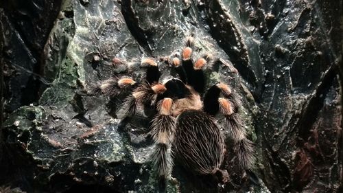 High angle view of a bird on rock