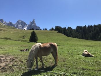 Horses grazing in a field