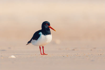 Close-up of seagull perching on sand