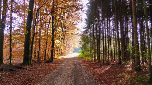 Trees in forest during autumn