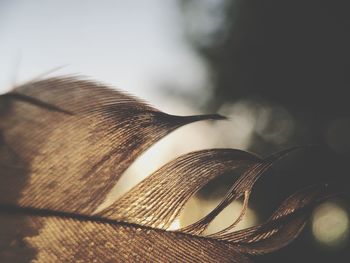 Close-up of feather