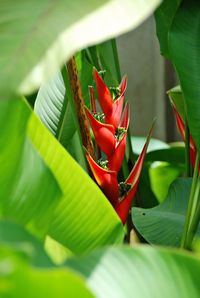 Close-up of red flowers