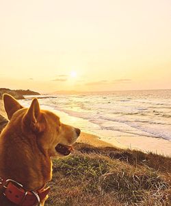 Scenic view of sea at sunset