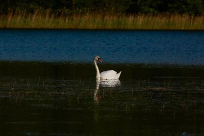 Birds in calm water
