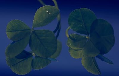 Close-up of green plant against blue sky