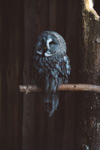 Close-up of bird perching on wood