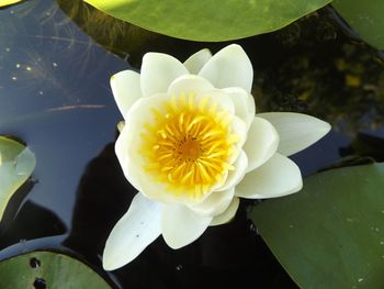 Close-up of lotus water lily in pond