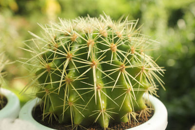 Close-up of cactus growing on potted plant