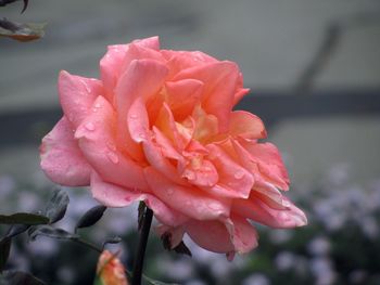 Close-up of rose blooming in garden