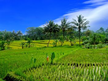 Scenic view of agricultural field against sky
