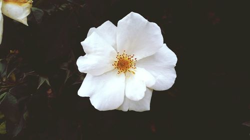 Close-up of white flowers