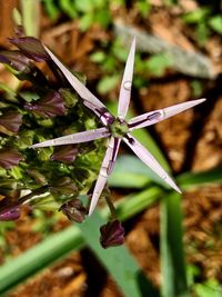 Close-up of fresh green leaves on field