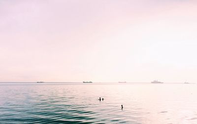 Birds swimming in sea against clear sky