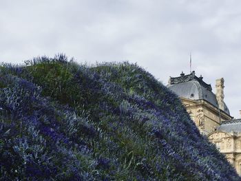 View of plants against the sky