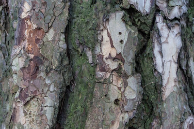 Full frame shot of tree trunk