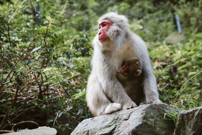 Monkey sitting on rock