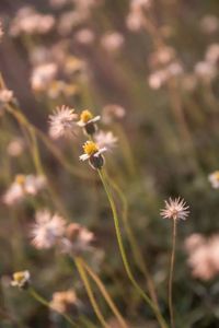 Close-up of flowers