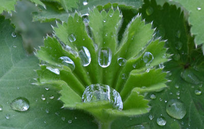 Close-up of water drops on leaf