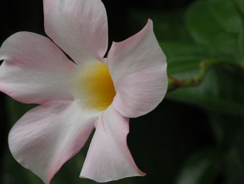 Close-up of flower against blurred background