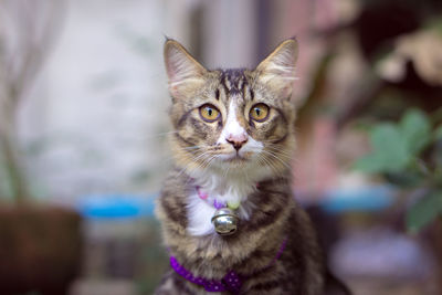 Portrait of tabby cat outdoors