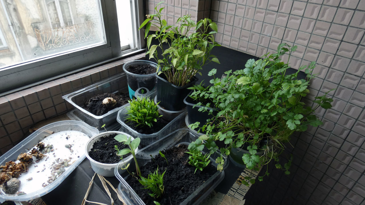 HIGH ANGLE VIEW OF POTTED PLANT ON WINDOW SILL