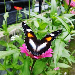 Close-up of butterfly pollinating on flower