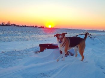 Dog looking at sunset