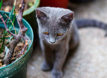 Close-up of an animal