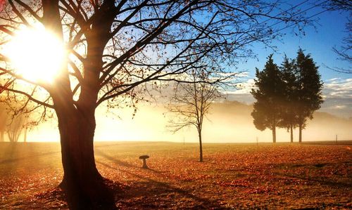 Sun shining through trees