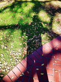 High angle view of plants