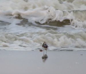 View of bird on beach