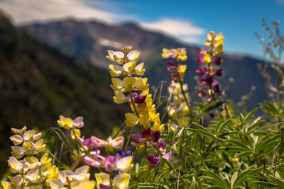 Close-up of yellow flowering plant