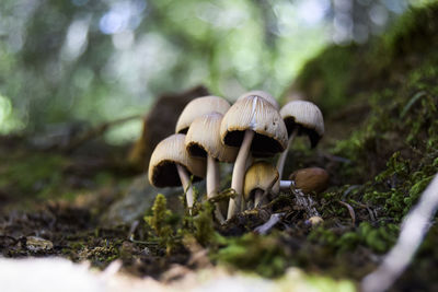 Close-up of mushroom growing on field