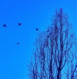 Low angle view of birds flying against blue sky