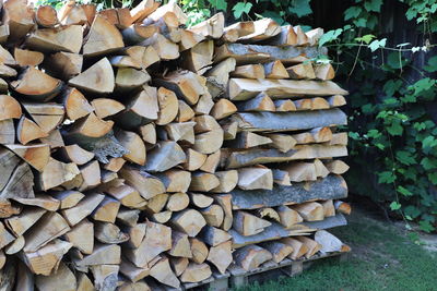 Stack of logs in forest