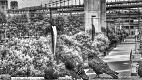 Pigeon perching on a plant