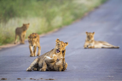 Lion cubs playing on road